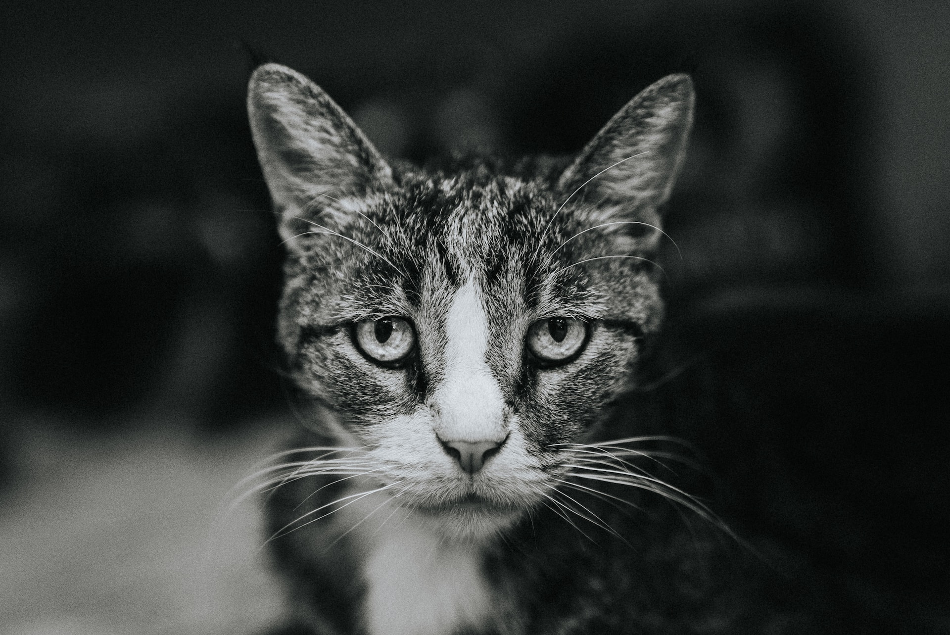 How To Deal With Pet Loss: 5 Coping Strategies