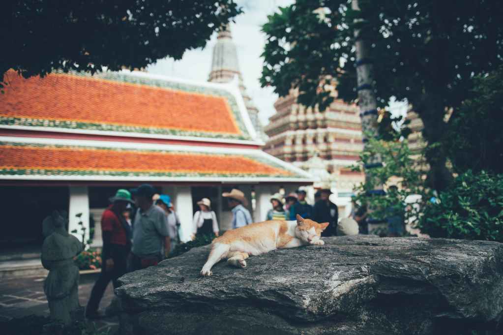 cat lying down on rock