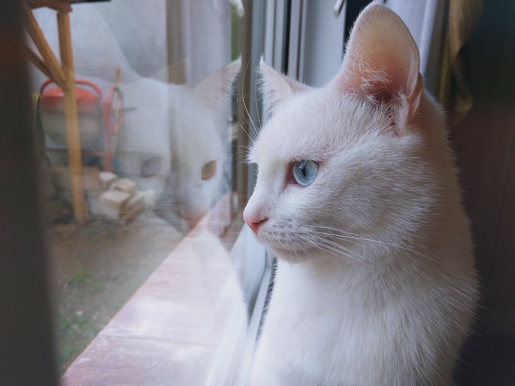 Should We Keep Cats Inside In Thailand? Here’s How To Decide