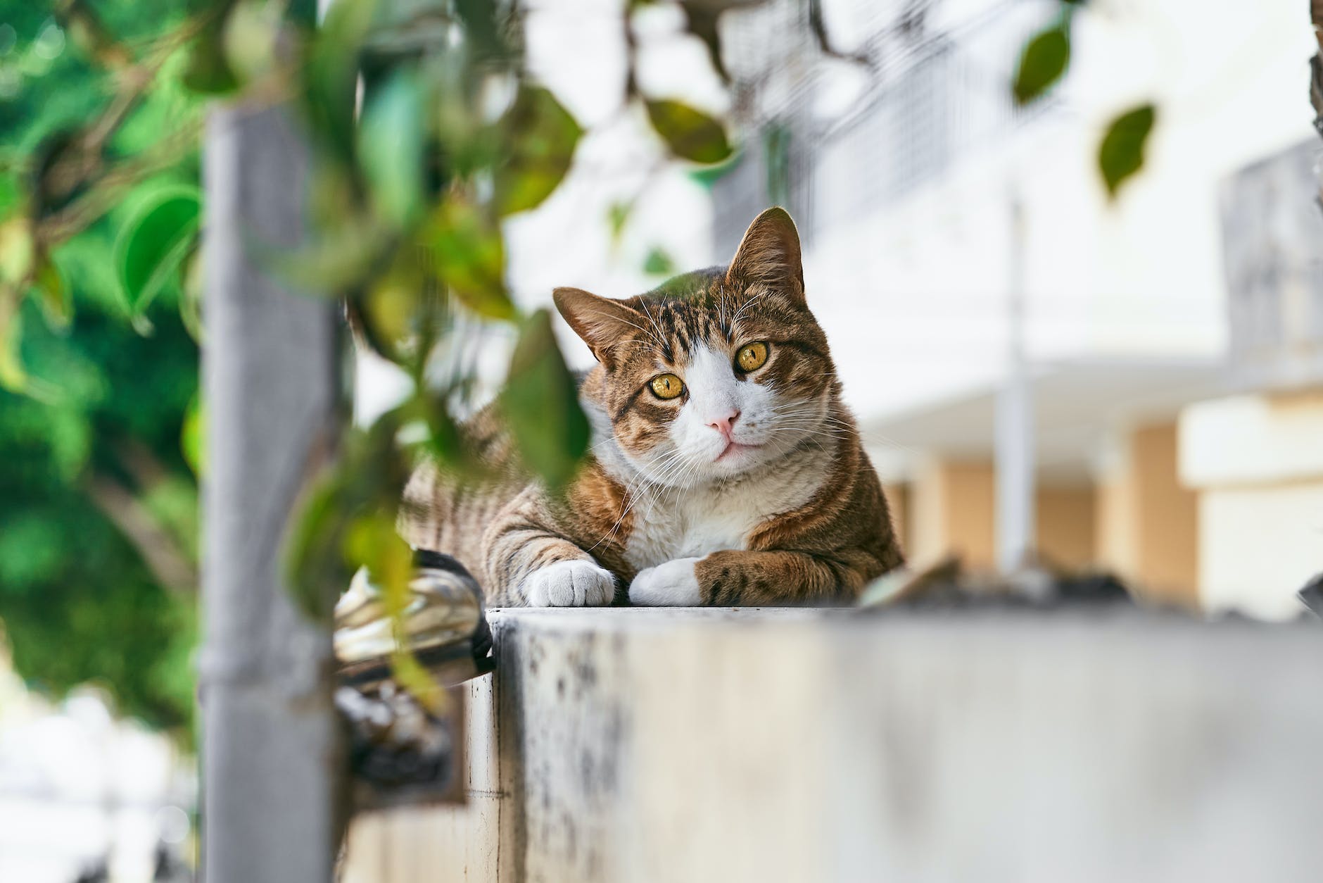 brown tabby cat lying on a concrete surface
