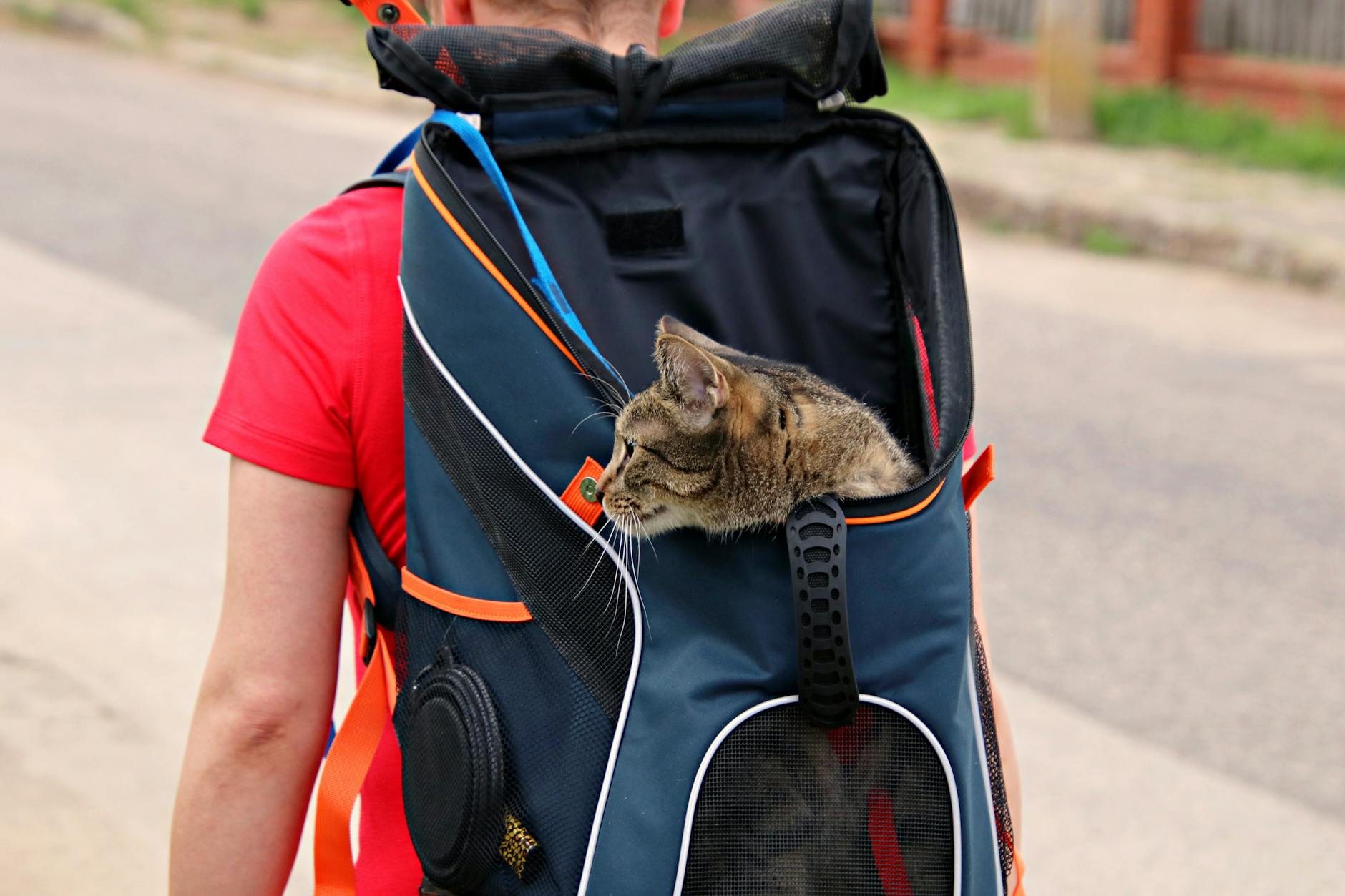 Cat Carriers Vs Cat Backpacks – Which Is Better?