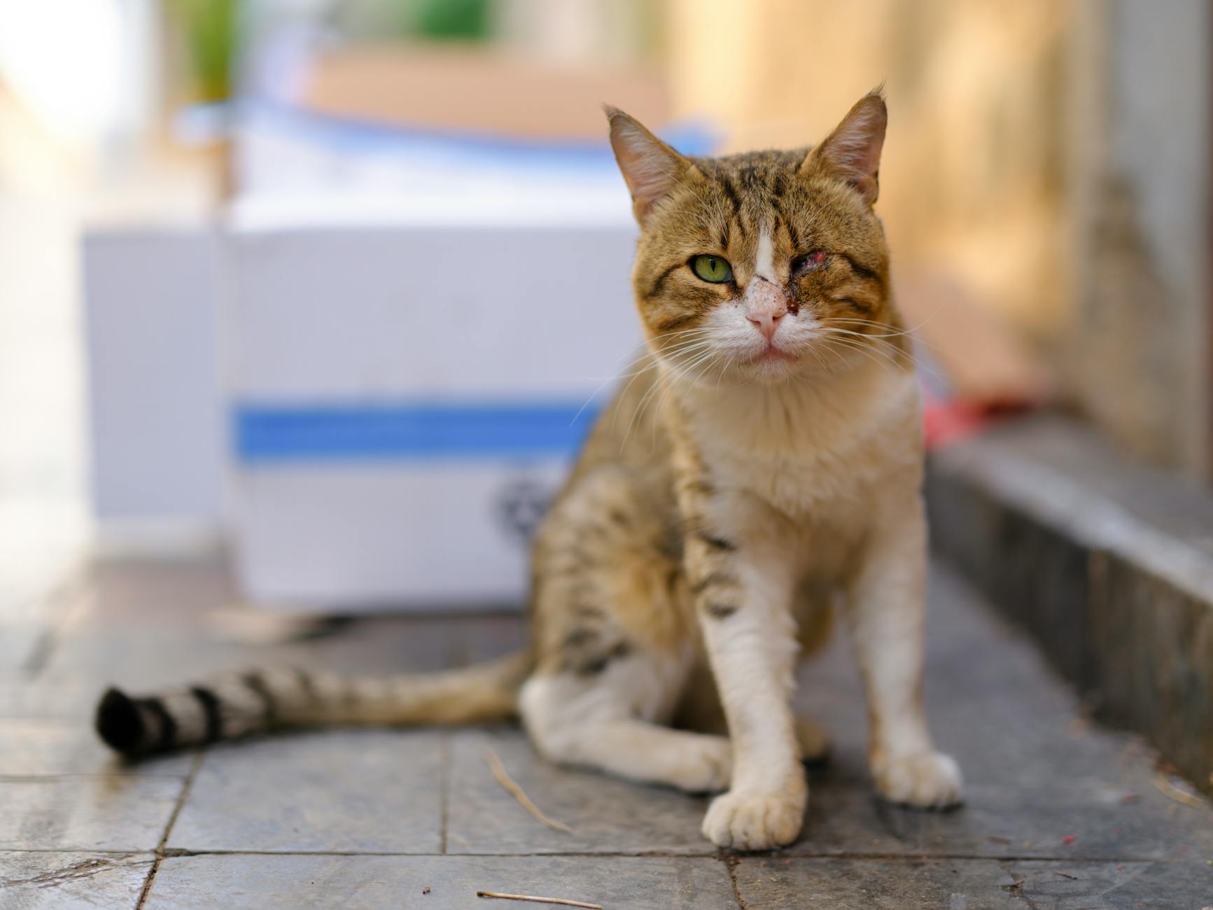 an injured stray cat