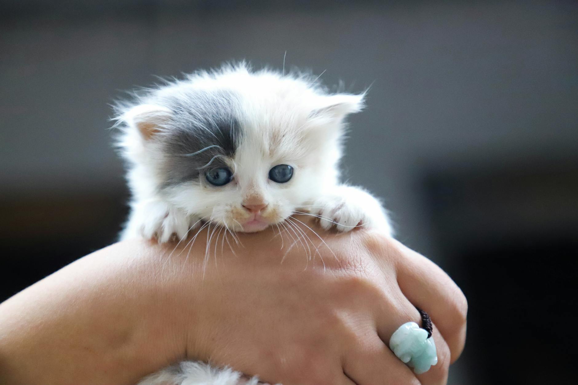 Planning To Adopt A Cat In Thailand? Read This First!