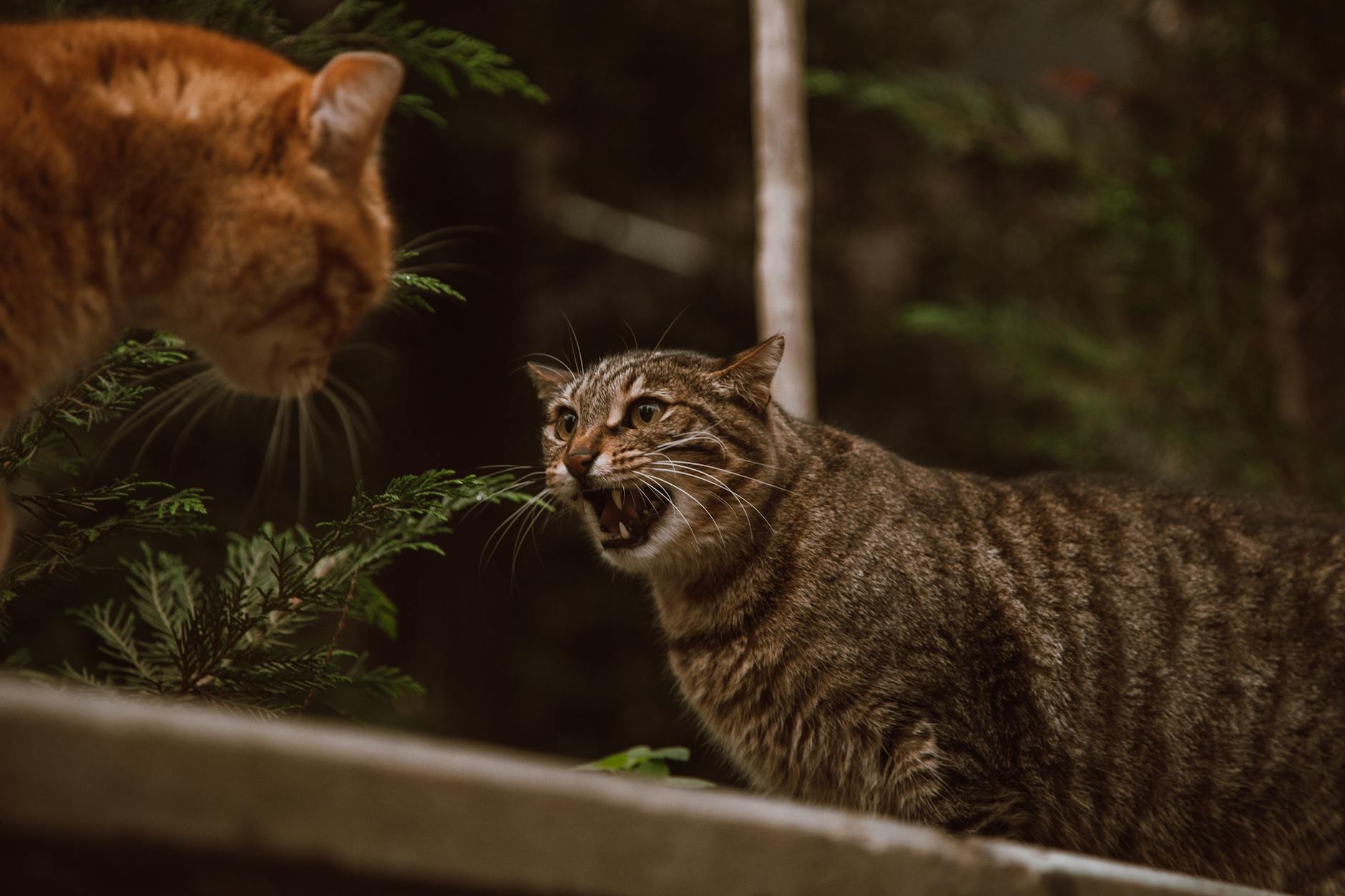 Why Are Thai Cats So Territorial? + How To Reduce Territorial Aggression