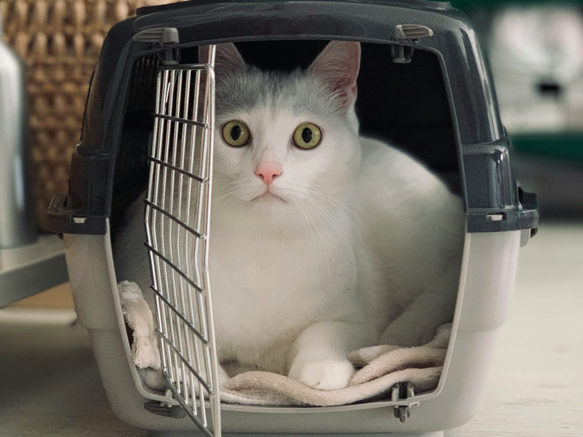 Can You Bring A Cat On A Plane? Airline Rules For Safe Pet Travel