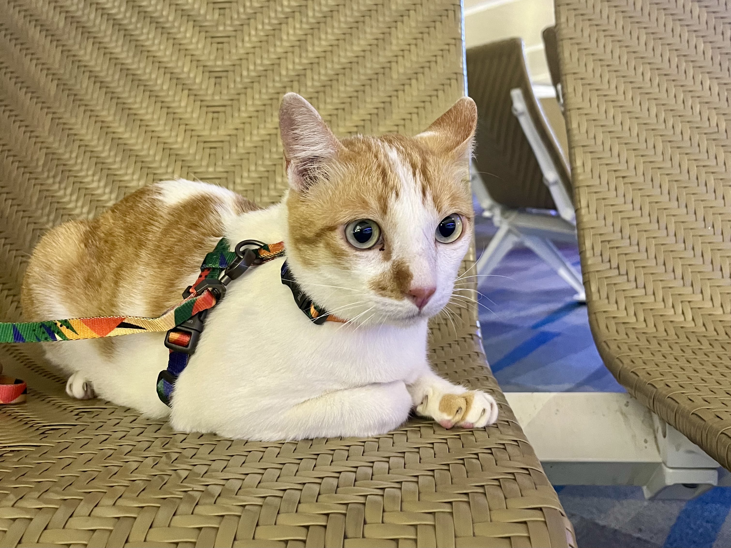 Moving With Cats From Thailand To The UK – My Experience!