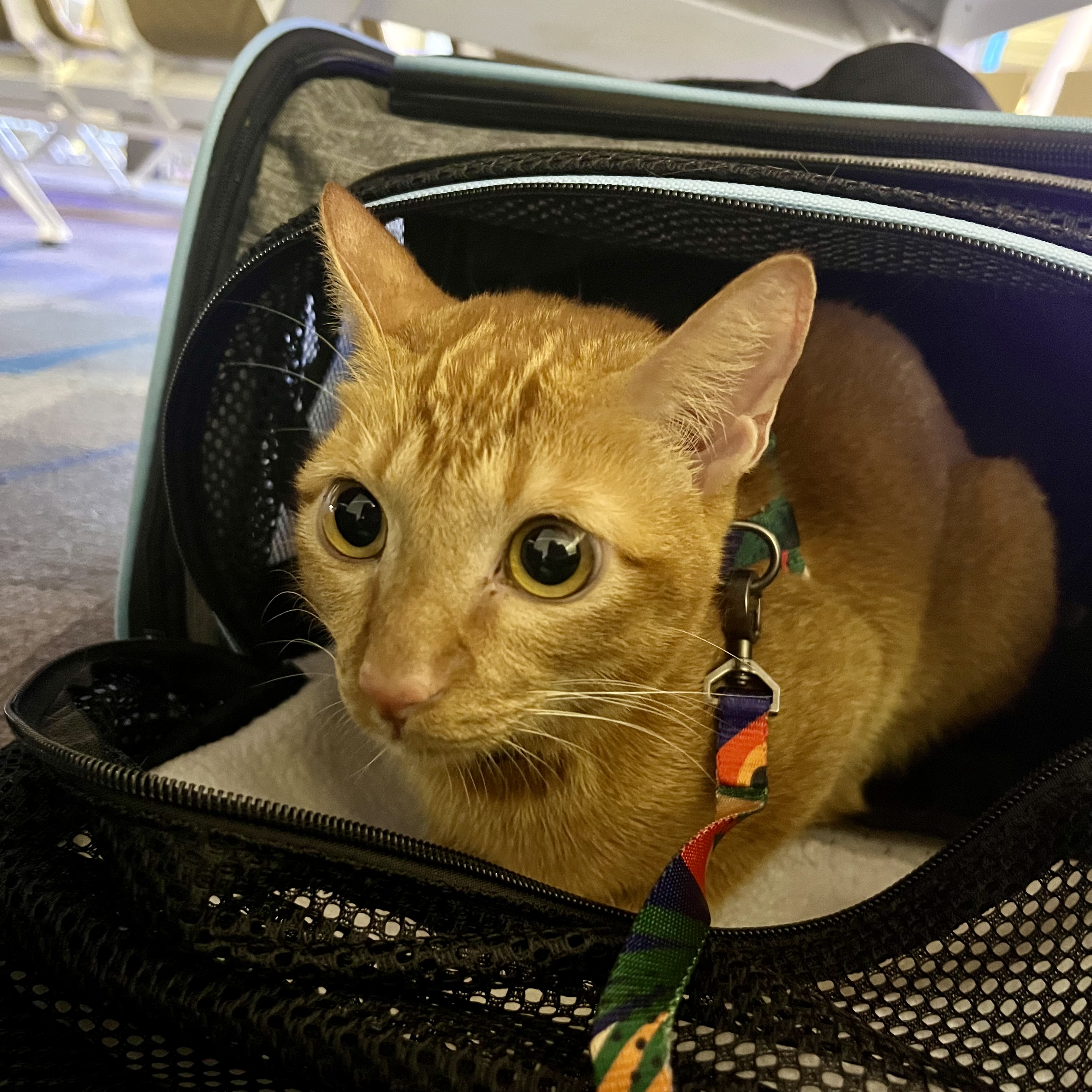 Nervous About Flying With Your Cat? 7 Tried & Tested Tips!