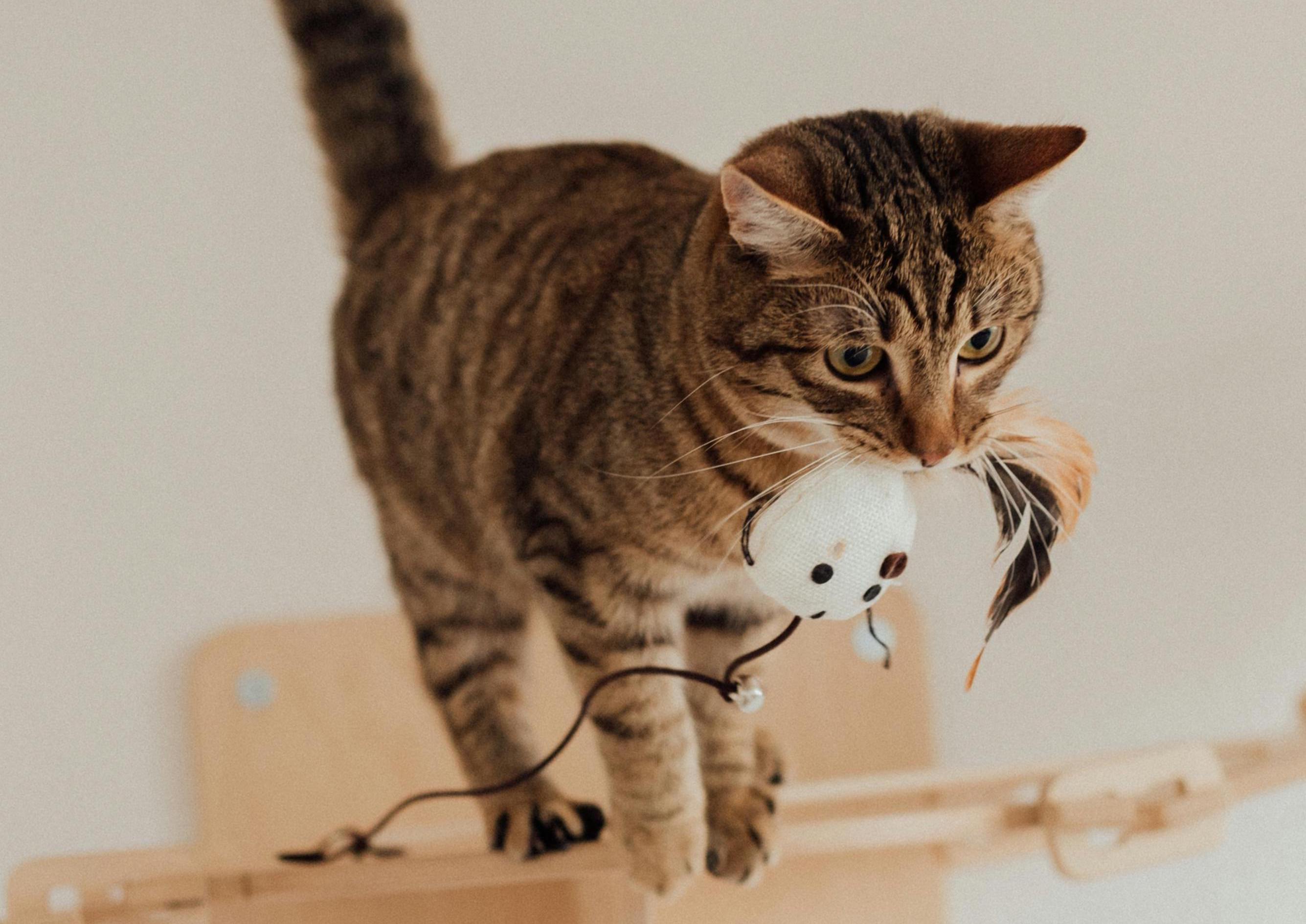The Best Cat Products In 2025: 7 Finds That Are Actually Worth The Hype!